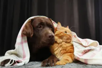 5 dicas para manter a saúde dos animais no inverno