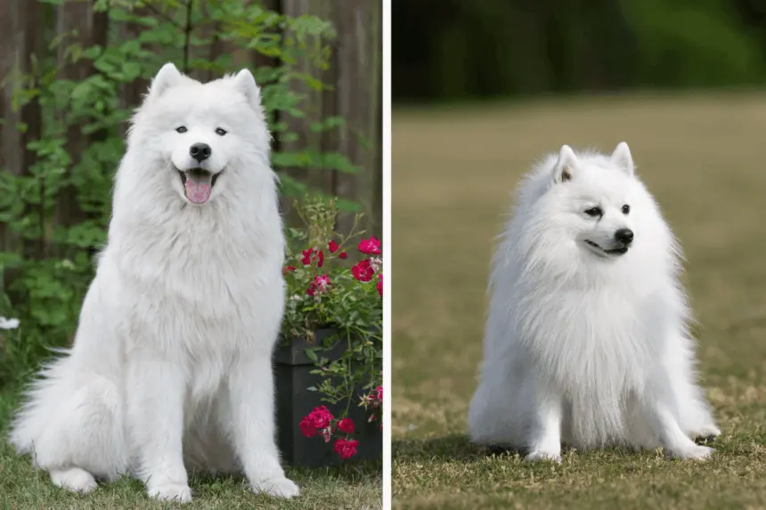 7 diferenças entre os cães das raças samoieda e spitz japonês 7 diferenças entre os cães das raças samoieda e spitz japonês
