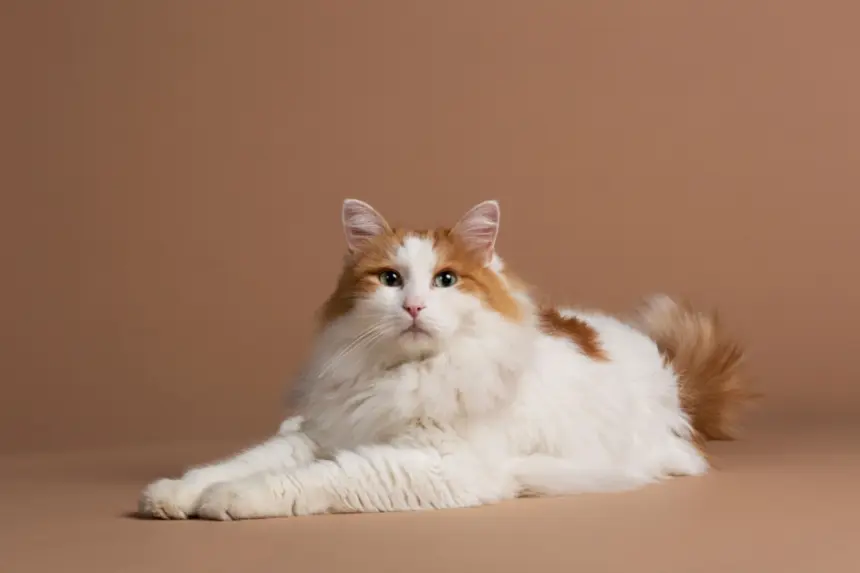 4 características do gato da raça van turco 4 características do gato da raça van turco