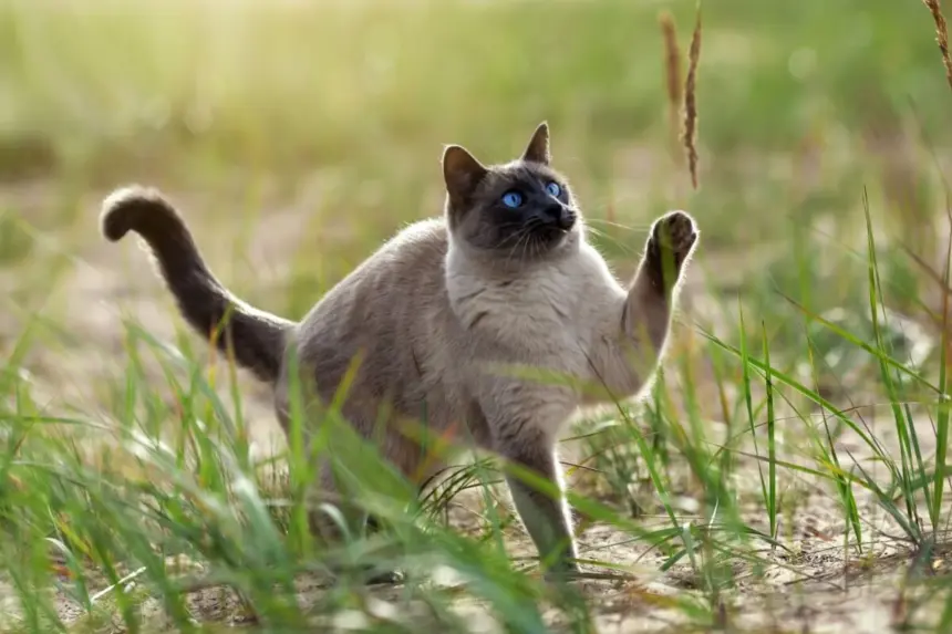 4 características do gato da raça thai 4 características do gato da raça thai