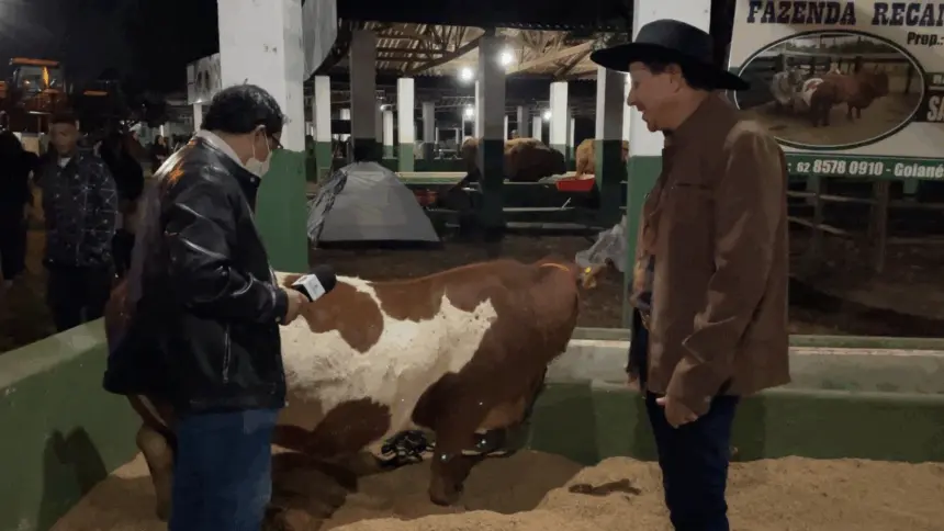 Mini Vacas: Exposição se torna uma das sensações da pecuária de Goianésia Mini Vacas: Exposição se torna uma das sensações da pecuária de Goianésia