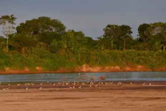 Rio Araguaia atinge menor nível histórico para agosto em Nova Crixás – Portal Goiás