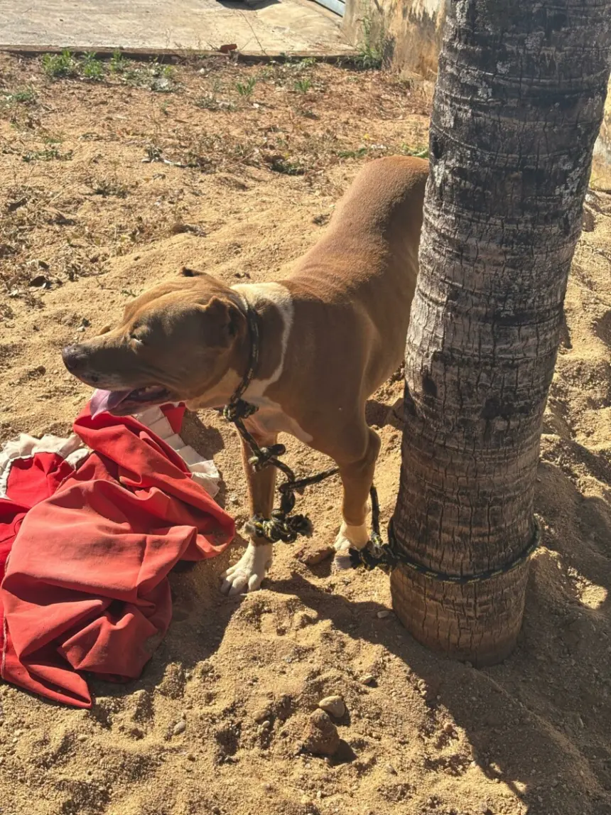 Polícia Civil resgata cão vítima de maus-tratos em Morrinhos – Policia Civil do Estado de Goiás Polícia Civil resgata cão vítima de maus-tratos em Morrinhos – Policia Civil do Estado de Goiás