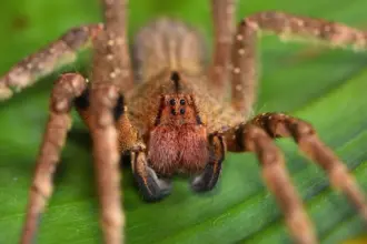 9 grupos de animais invertebrados e suas principais características