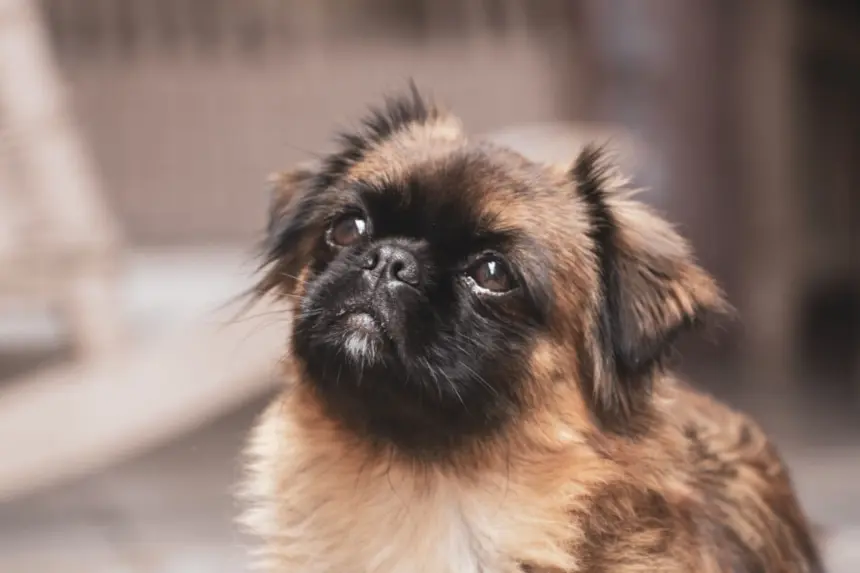 9 raças de cachorro com o focinho curto 9 raças de cachorro com o focinho curto