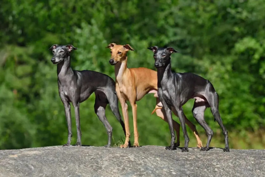 7 raças de cachorro do grupo galgo 7 raças de cachorro do grupo galgo