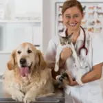 Veja qual é a idade certa para realizar a castração do seu pet