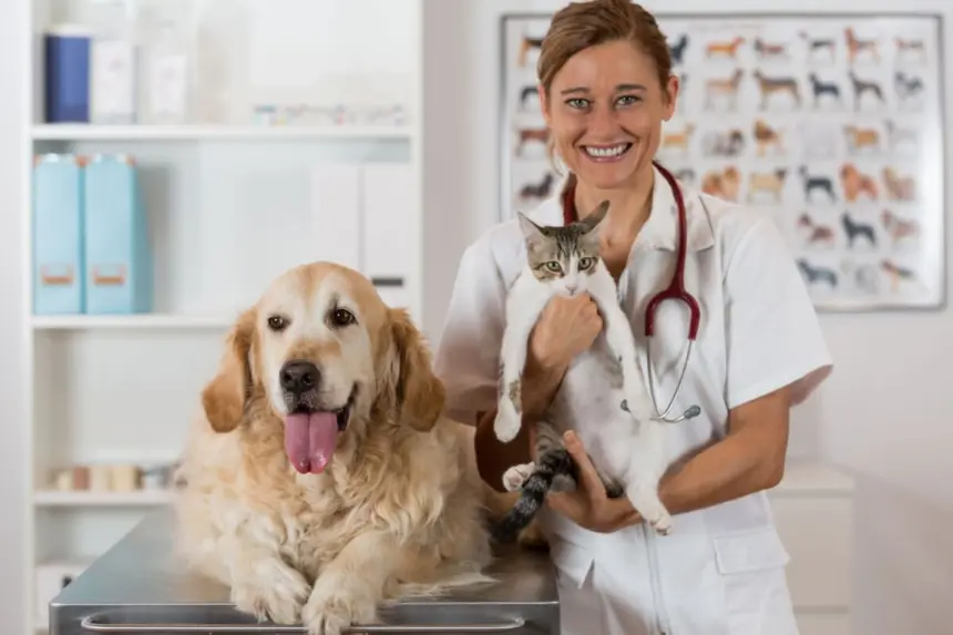 Veja qual é a idade certa para realizar a castração do seu pet Veja qual é a idade certa para realizar a castração do seu pet