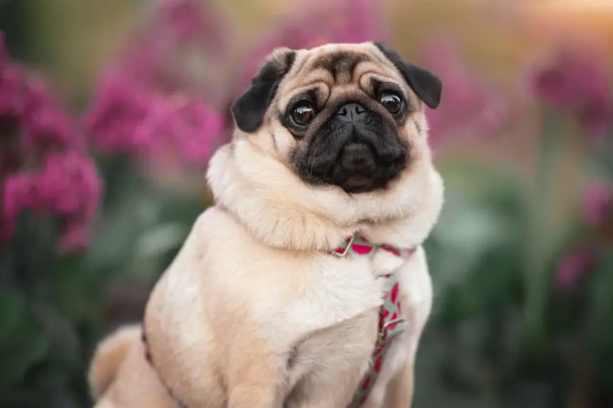 7 cuidados importantes com cachorros braquicefálicos 7 cuidados importantes com cachorros braquicefálicos