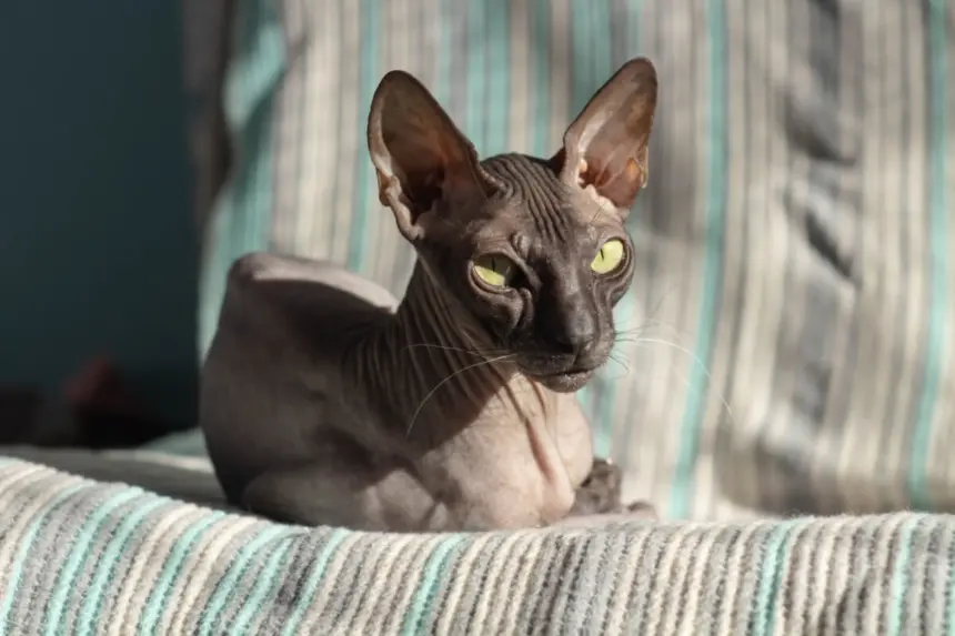 7 cuidados importantes com gatos sem pelos 7 cuidados importantes com gatos sem pelos
