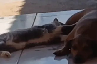 Em Goianésia, cadela adota gato e história desafia o mito da rivalidade entre espécies