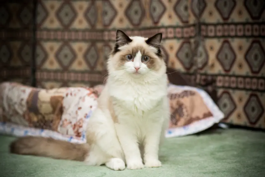 7 animais que eram considerados sagrados no Egito 7 animais que eram considerados sagrados no Egito