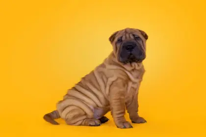 8 raças de cachorro com a pele enrugada