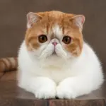 8 raças de gato com o focinho curto