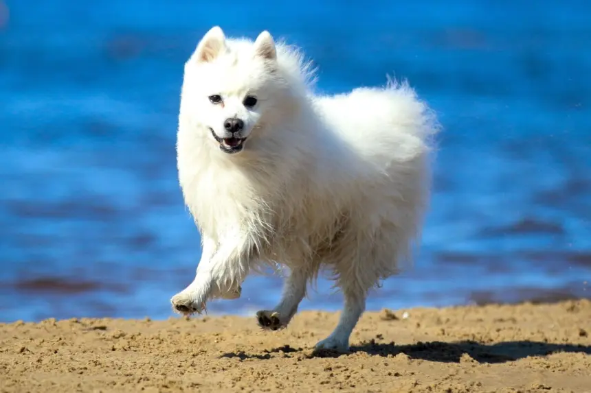 4 características do cachorro da raça spitz japonês 4 características do cachorro da raça spitz japonês