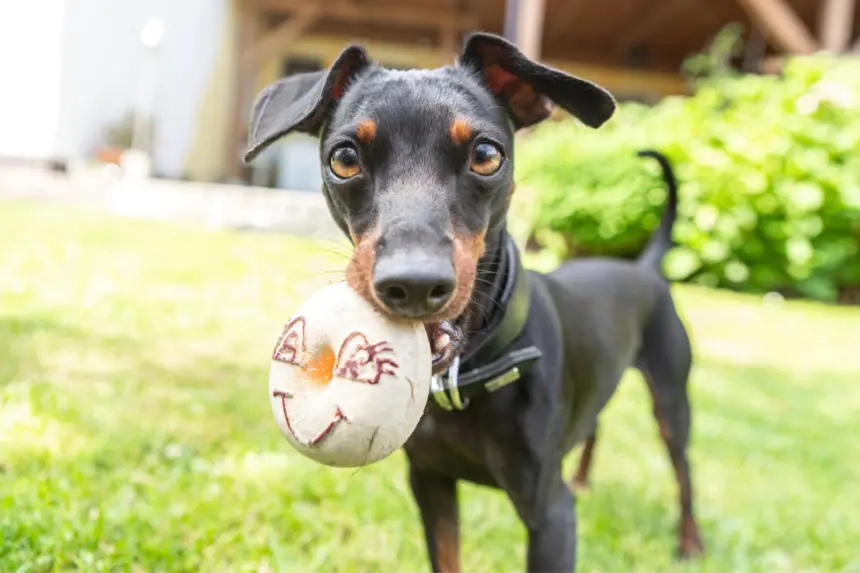 11 cuidados importantes com a raça pinscher 11 cuidados importantes com a raça pinscher
