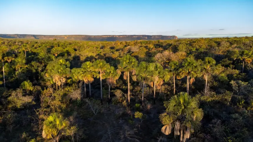 Goiás remunera produtores rurais que preservam Cerrado – Portal Goiás