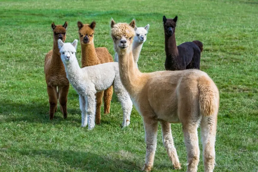 7 curiosidades interessantes sobre as alpacas 7 curiosidades interessantes sobre as alpacas