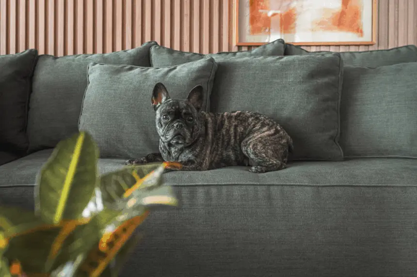 6 dicas para escolher tecidos resistentes para casa com pets 6 dicas para escolher tecidos resistentes para casa com pets