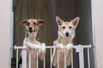 8 dicas para deixar a casa segura para o animal de estimação 