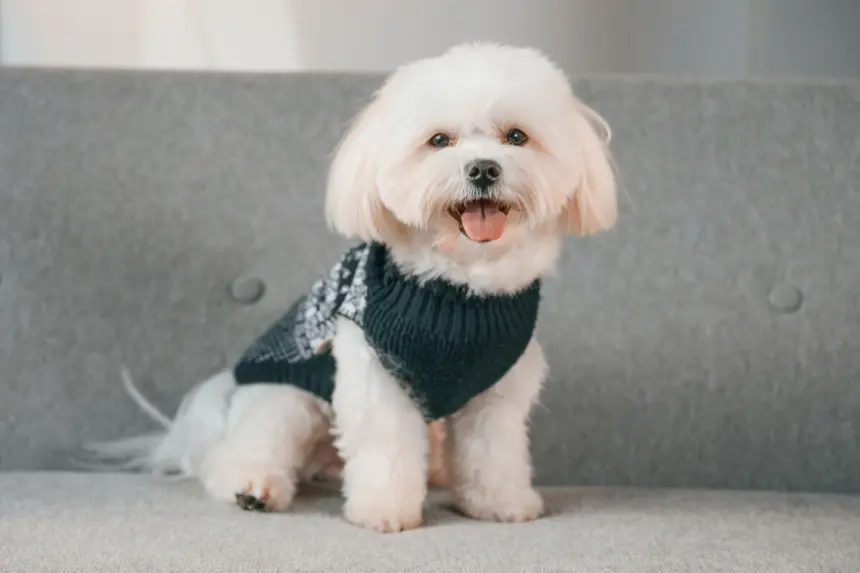 7 raças de cachorro com aparência de filhote 7 raças de cachorro com aparência de filhote