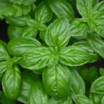 8 benefícios do manjericão para a saúde e como utilizá-lo