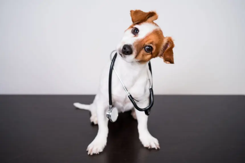 8 dicas para prevenir que o seu animal fique doente 8 dicas para prevenir que o seu animal fique doente