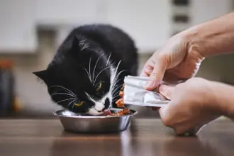 10 dicas para escolher o sachê para o gato 