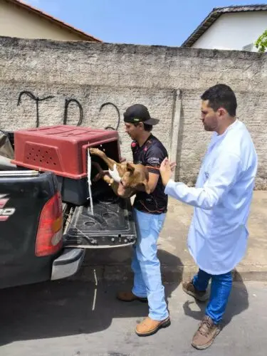 Polícia Civil resgata cachorro vítima de maus-tratos e aves criadas em cativeiro em Caldas Novas – Policia Civil do Estado de Goiás