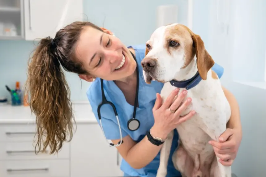 Veja as causas e os sintomas da hipertrigliceridemia em animais