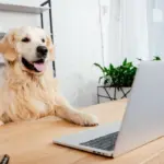 10 nomes ideais para cachorros curiosos