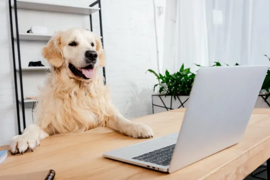 10 nomes ideais para cachorros curiosos 10 nomes ideais para cachorros curiosos