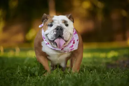 7 raças de cachorro originárias do Reino Unido