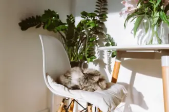 10 nomes perfeitos para gatos dorminhocos