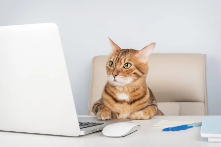 8 nomes perfeitos para gatos curiosos 8 nomes perfeitos para gatos curiosos