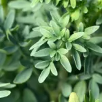 8 benefícios da arruda para a saúde e como usá-la