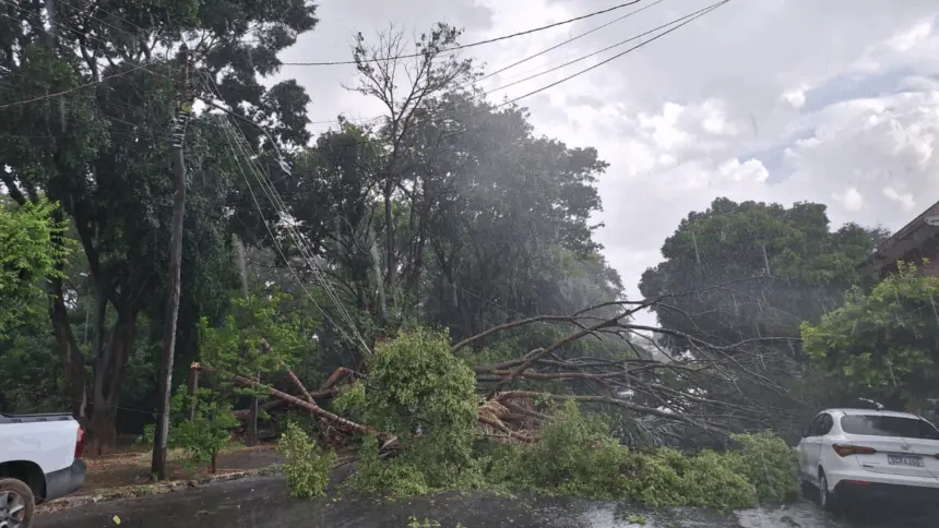 Árvores caem sobre veículos durante chuva e vento na região central de Goianésia Árvores caem sobre veículos durante chuva e vento na região central de Goianésia