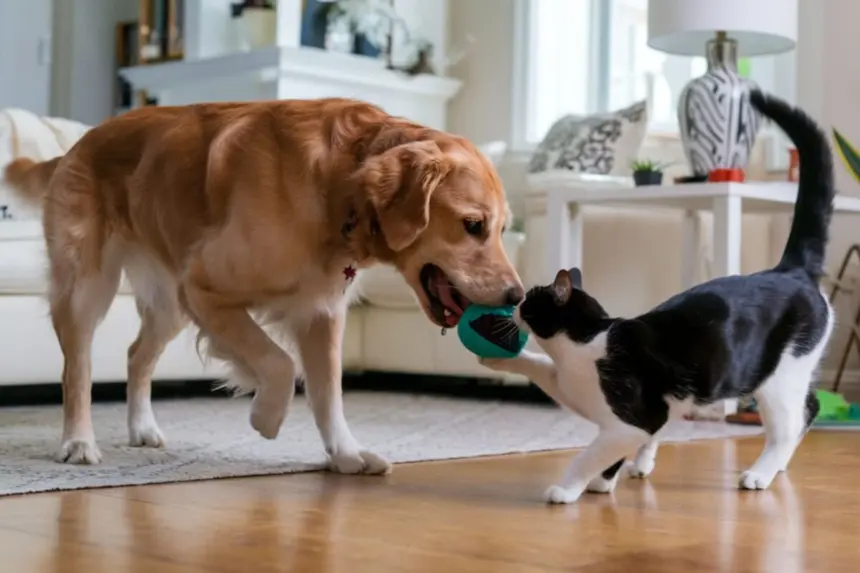 6 dicas para introduzir um cachorro em uma casa com gato 6 dicas para introduzir um cachorro em uma casa com gato