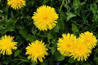 8 benefícios da planta dente-de-leão para a saúde e como usá-la