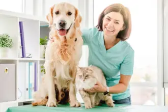 6 doenças crônicas comuns em cachorros e gatos 