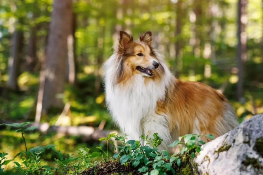 4 características do cachorro da raça pastor de Shetland 