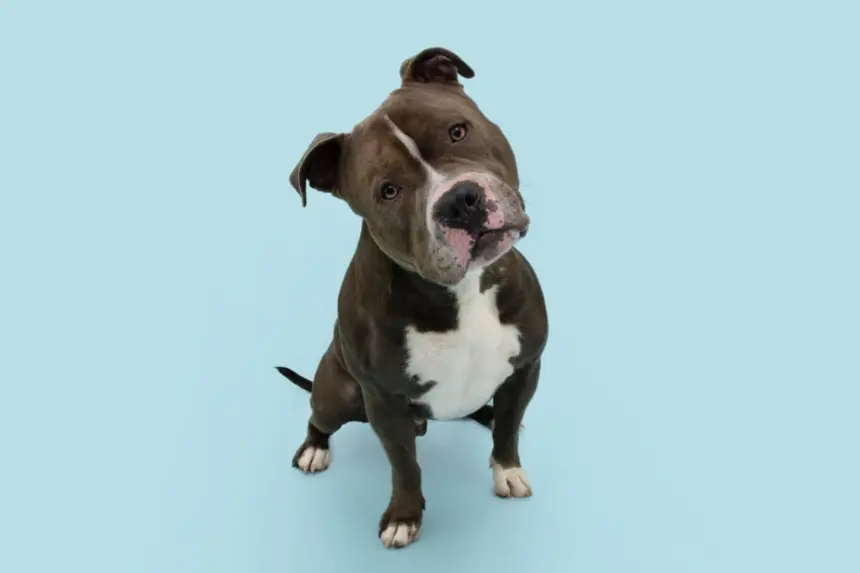 Seu cachorro é distraído? Confira 10 nomes perfeitos para ele
