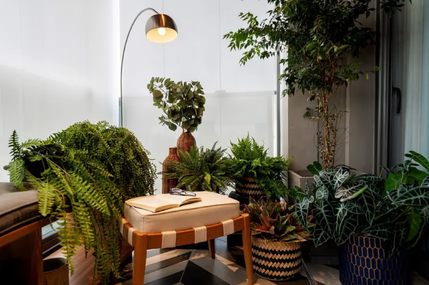 Como iluminar ambientes com plantas: 4 dicas práticas Como iluminar ambientes com plantas: 4 dicas práticas