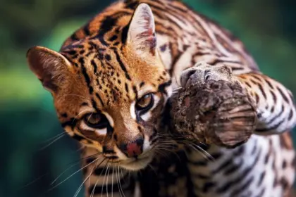 Jaguatirica: 7 curiosidades que todo amante da natureza precisa saber