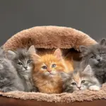 7 curiosidades sobre as cores dos gatos