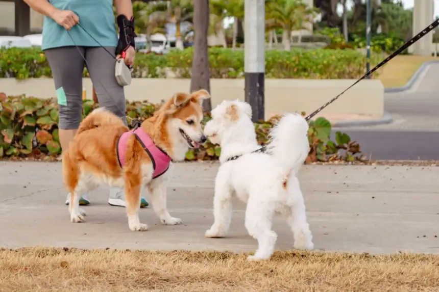Seu cachorro é tímido? Veja 7 dicas para torná-lo mais sociável Seu cachorro é tímido? Veja 7 dicas para torná-lo mais sociável