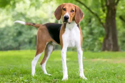 4 características do cachorro da raça foxhound americano