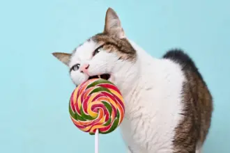 Gato pode comer doce? Entenda os riscos do açúcar para o animal