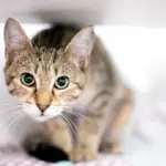 Seu gato é tímido? 10 nomes perfeitos para combinar com ele  
