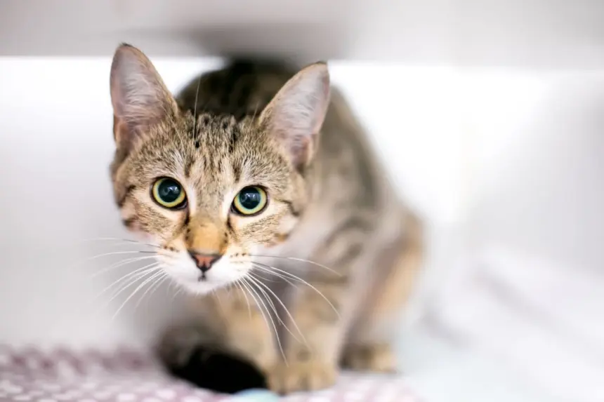 Seu gato é tímido? 10 nomes perfeitos para combinar com ele Seu gato é tímido? 10 nomes perfeitos para combinar com ele